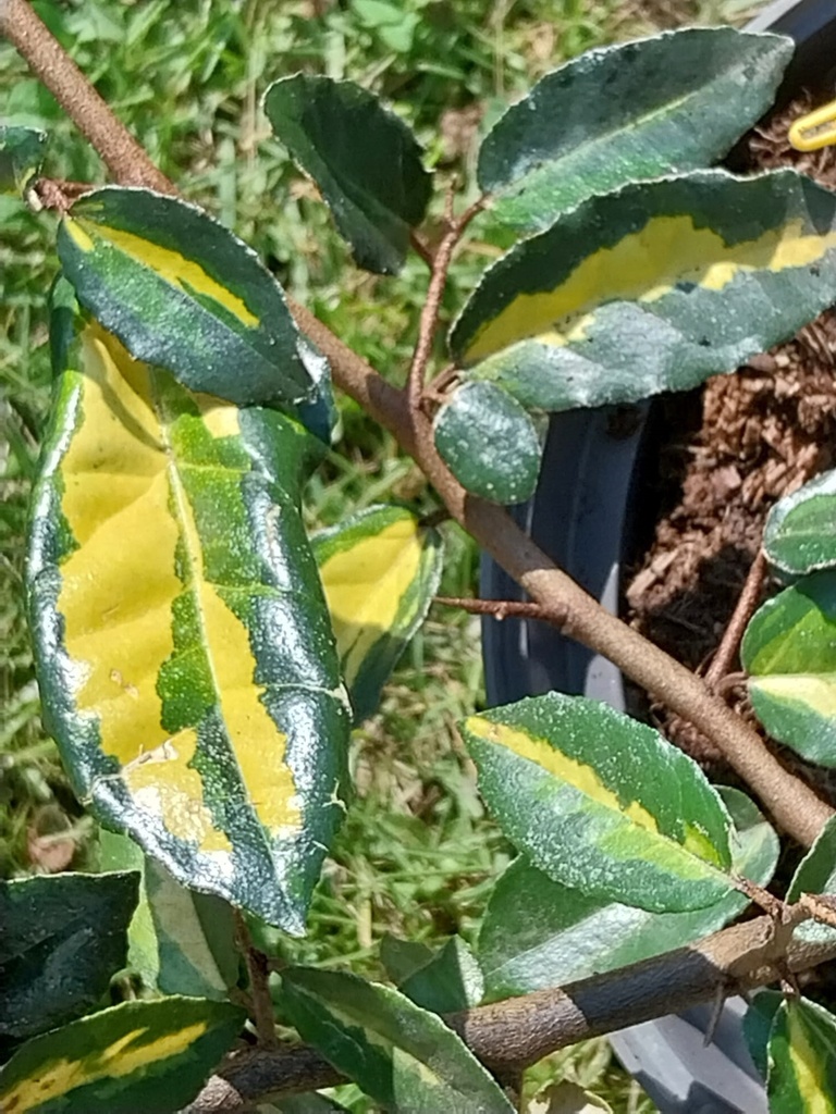 [EPMA80] ELAEAGNUS PUNGENS 'MACULATA' (Pot, 80-100 cm)