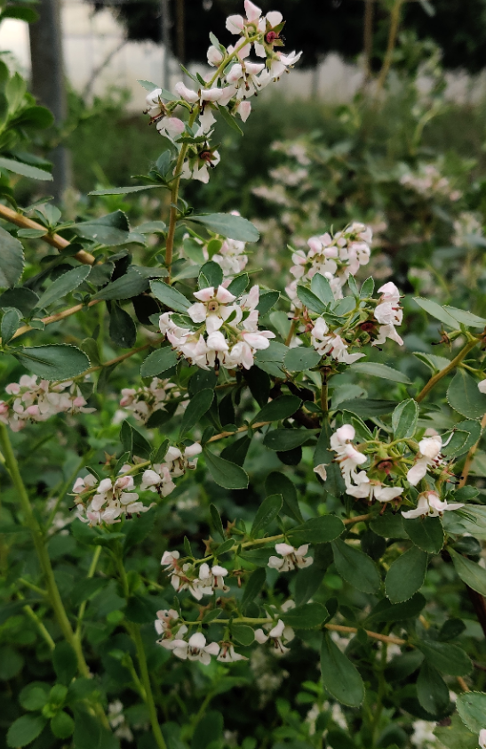 ESCALLONIA 'DONARD SEEDLING'