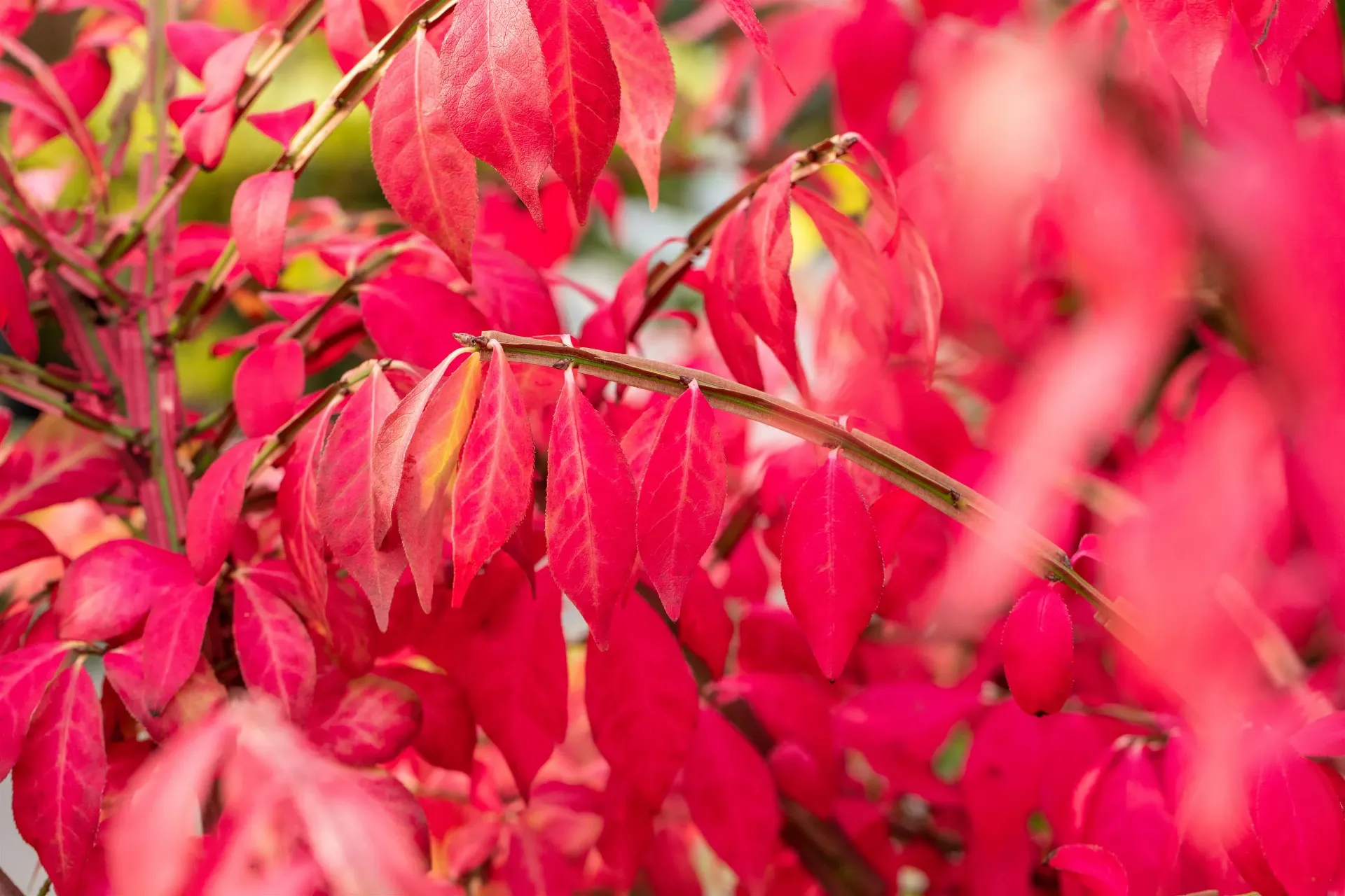 [EAL80] EUONYMUS ALATUS (Pot, 80-100 cm)