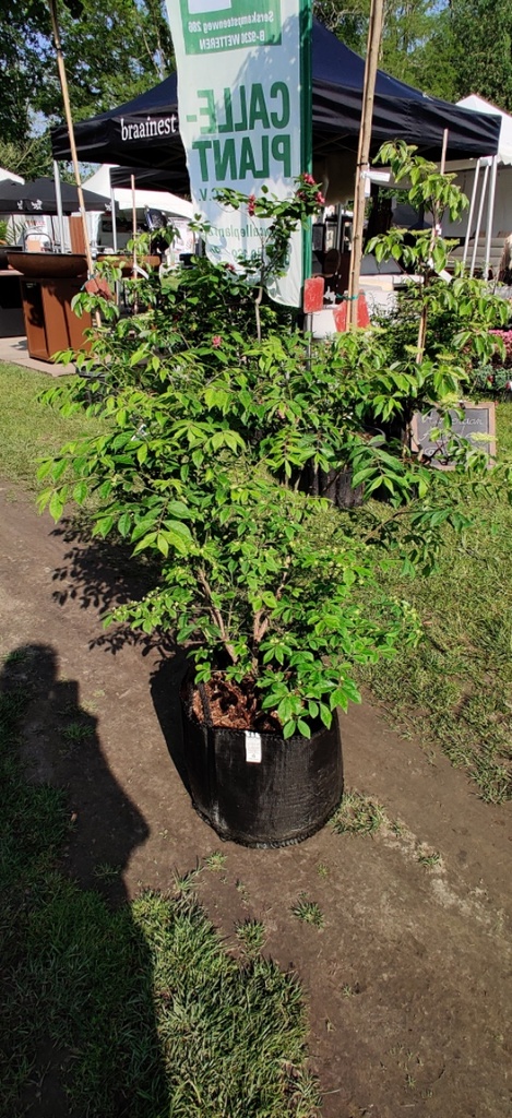 EUONYMUS ALATUS 'COMPACTUS'