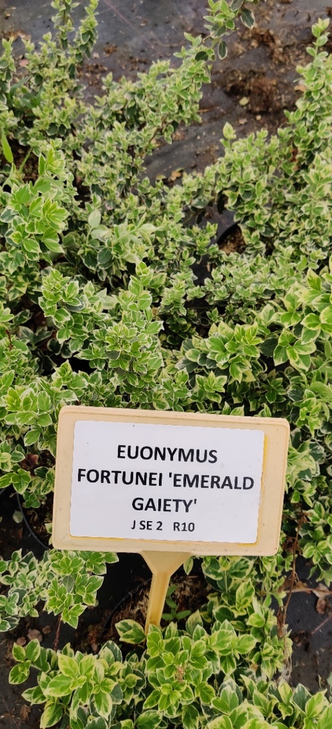 EUONYMUS FORTUNEI 'EMERALD GAIETY'