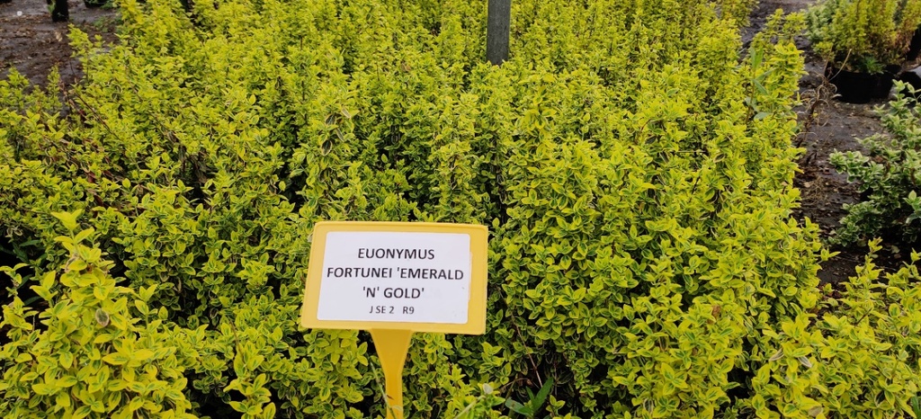 [EFEGO20] EUONYMUS FORTUNEI 'EMERALD 'N' GOLD' (Pot 15 cm, 20-25 cm)