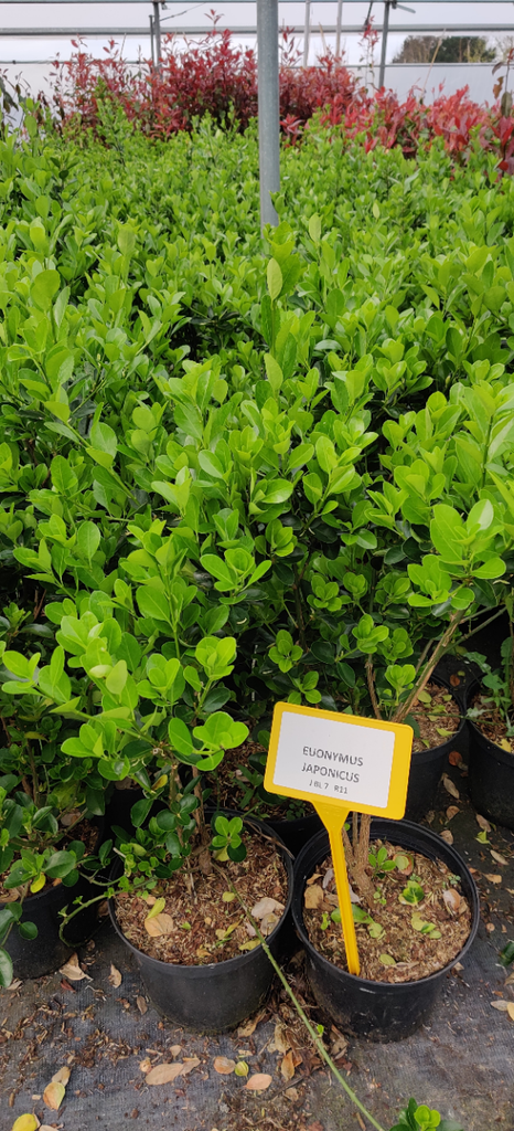 EUONYMUS JAPONICUS