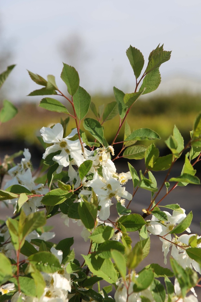 EXOCHORDA MACRANTHA FIRST EDITIONS® 'LOTUS MOON®'