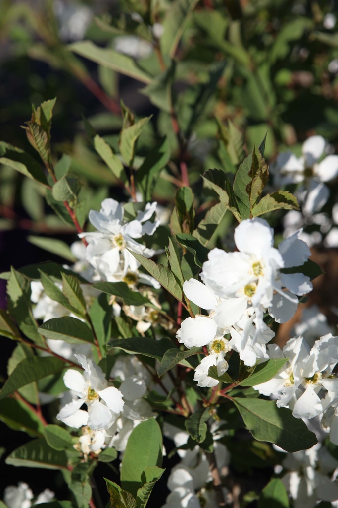 EXOCHORDA RACEMOSA BLUSHING PEARL