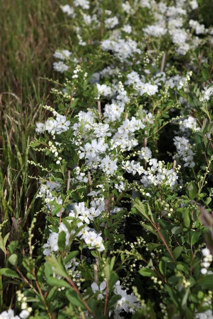 EXOCHORDA 'THE BRIDE'
