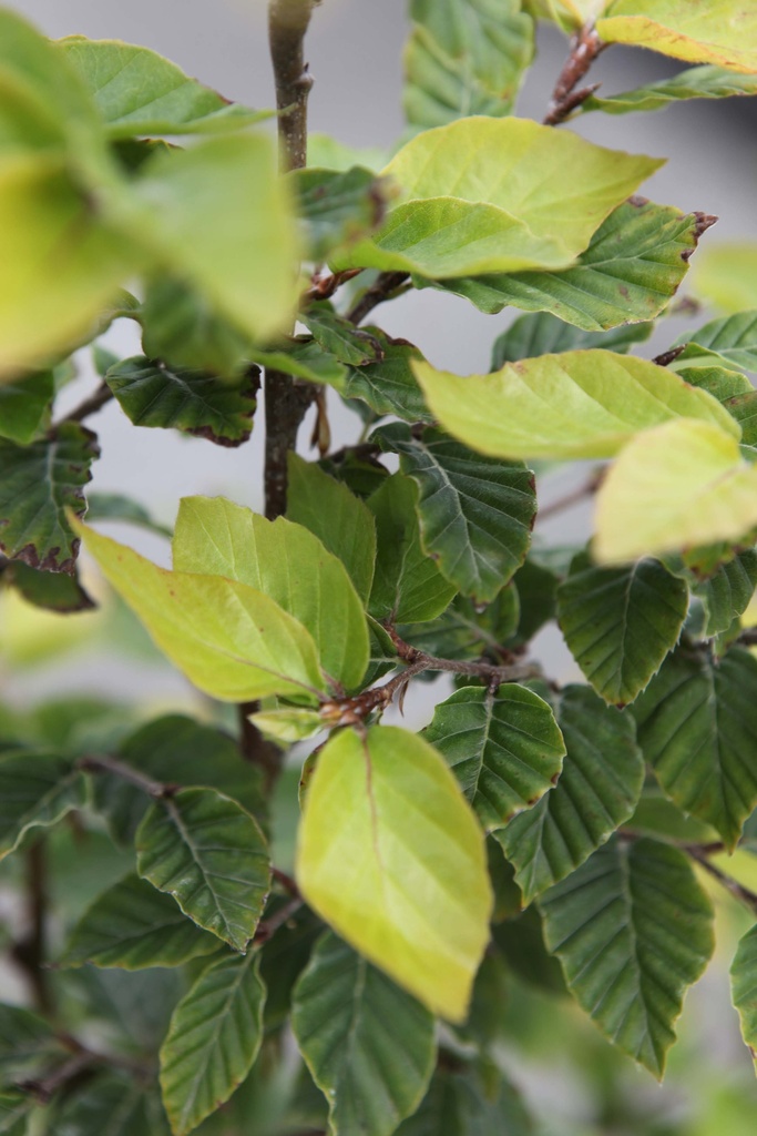 FAGUS SYLVATICA