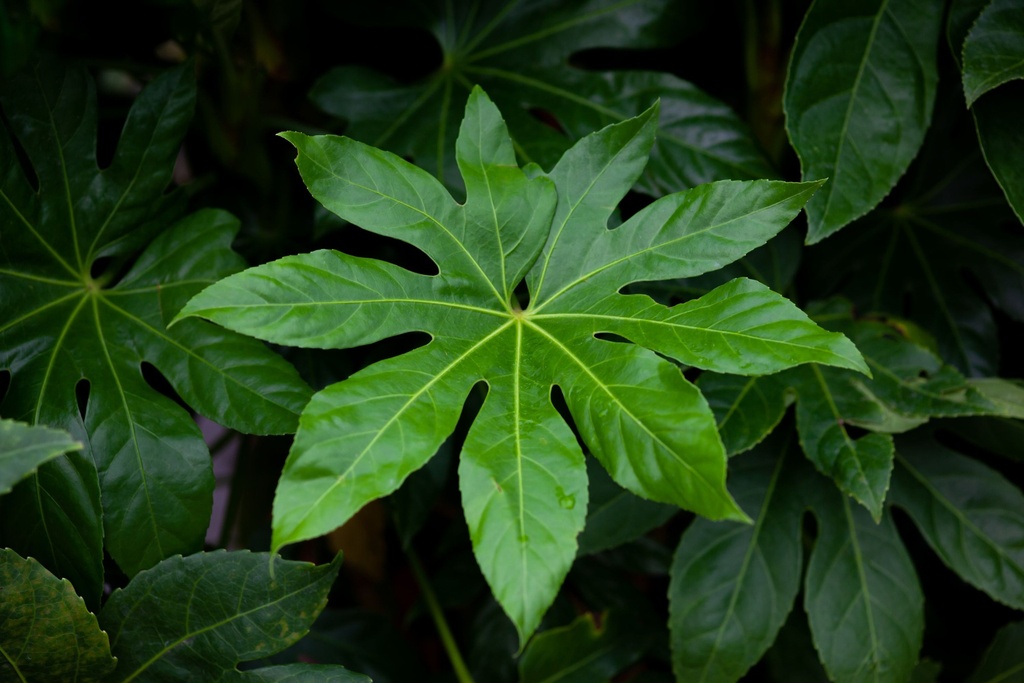 FATSIA JAPONICA