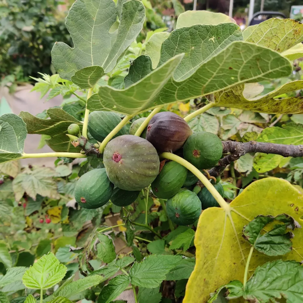 [xx] FICUS CARICA 'BROWN TURKEY' (Pot 3 liter, 30-40 cm)
