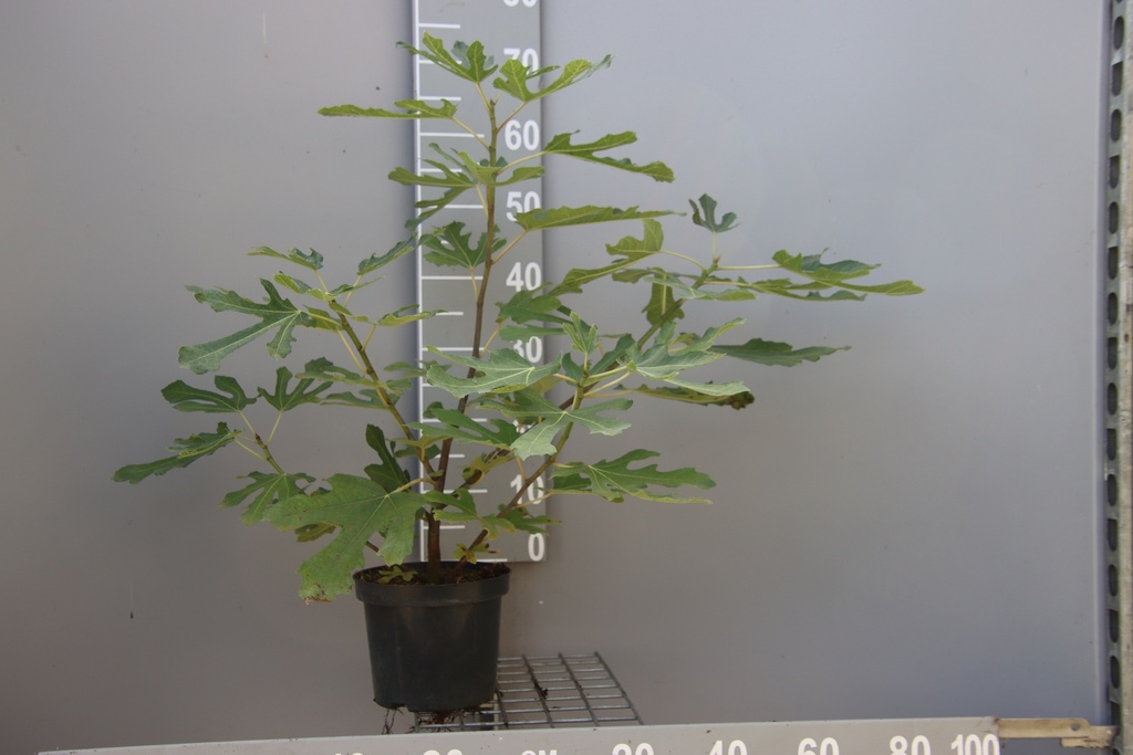[FCLMFI3] VIJGENBOOM LITTLE MISS FIGGY (Pot 3 liter, 30-40 cm)