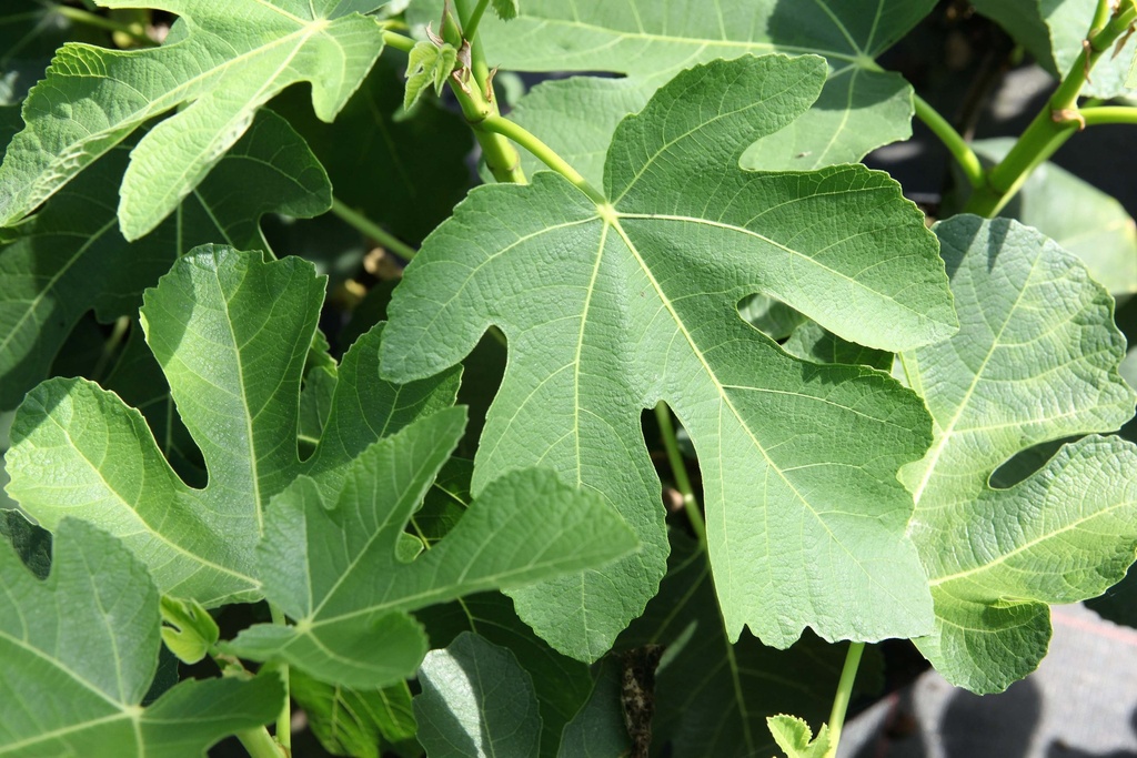 [FCPA40C3] FICUS CARICA 'PANACHÉ' (Pot 3 liter, 40-50 cm)