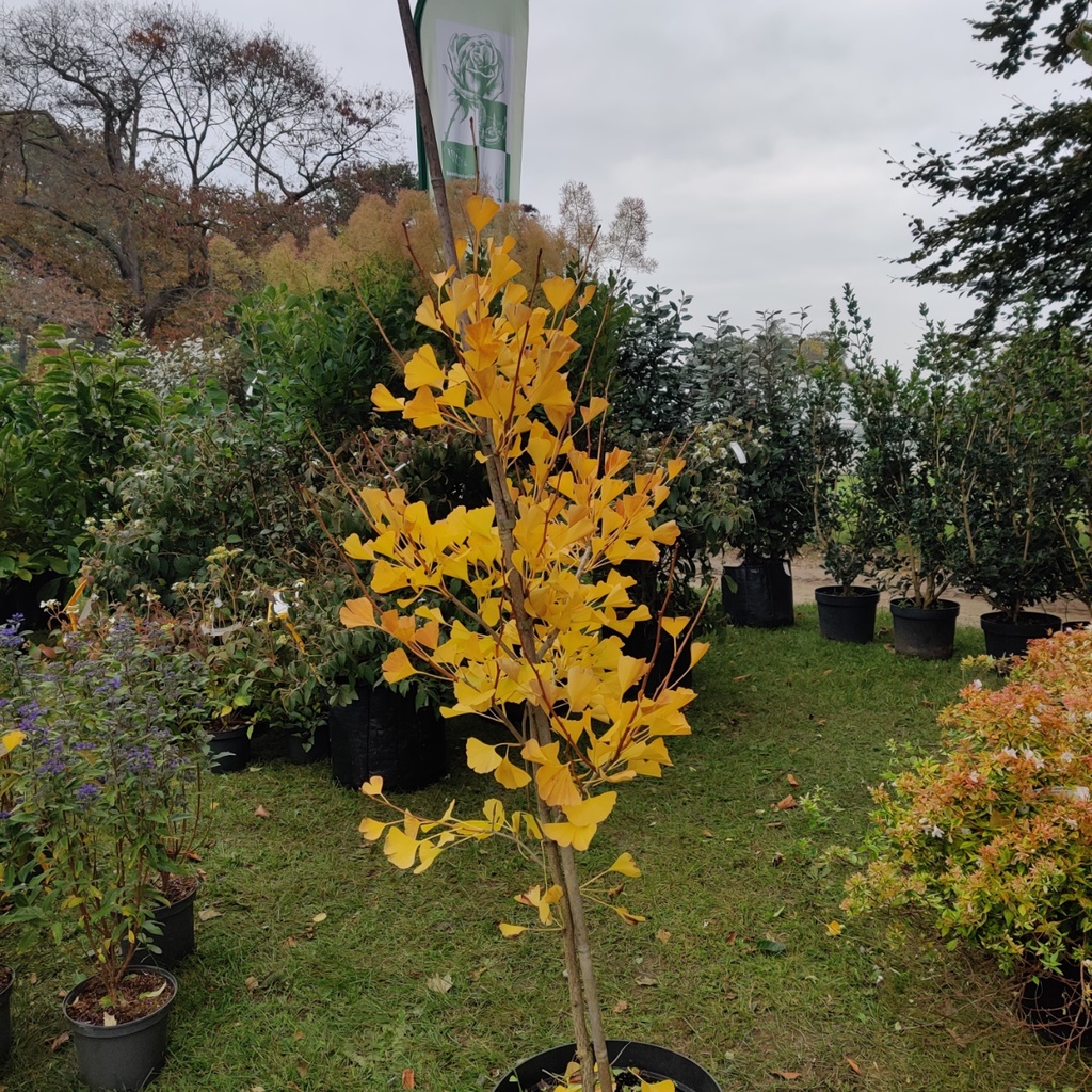 [archiveren] GINKGO BILOBA FASTIGIATA BLAGON (Pot, 40-50 cm)