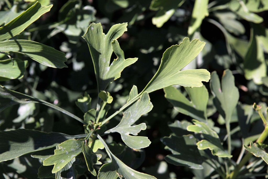 GINKGO BILOBA FASTIGIATA BLAGON