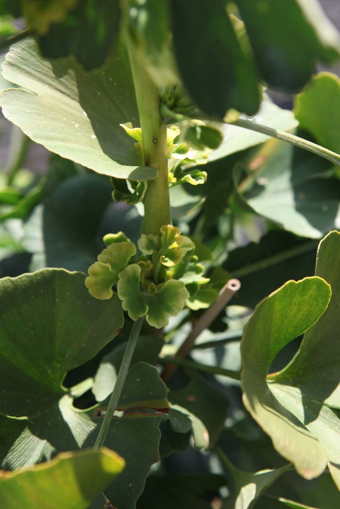 [xx] GINKGO BILOBA 'MARIKEN' (Pot 3 litres, 25-30 cm)