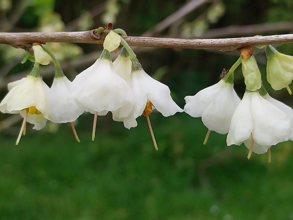 [HCA125] HALESIA CAROLINA (Pot, 125-150 cm)