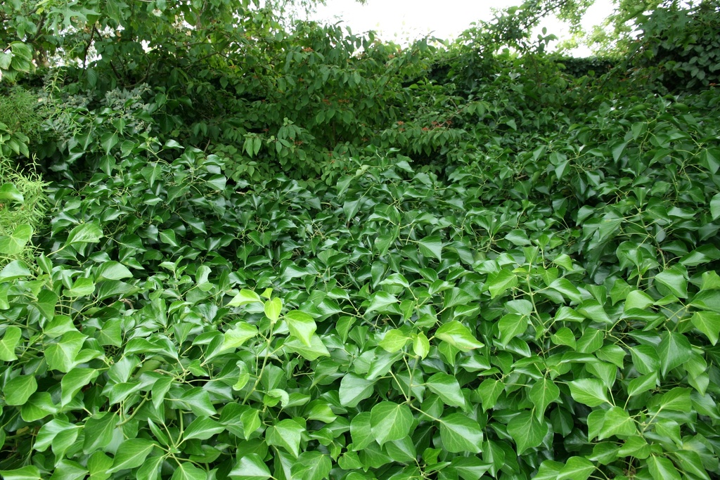 HEDERA HELIX 'ARBORESCENS'