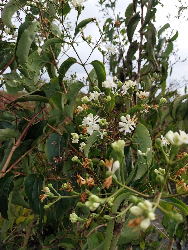 HEPTACODIUM MICONIOIDES