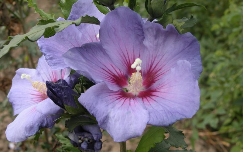 [HSAZ40] HIBISCUS SYRIACUS AZURRI® (Pot 3 litres, 40-50 cm)