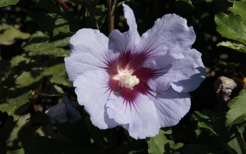 HIBISCUS SYRIACUS CIELO®