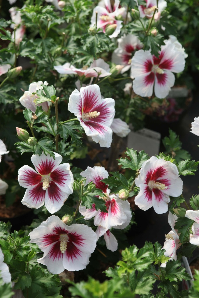 HIBISCUS SYRIACUS 'LUNAR FLARE'