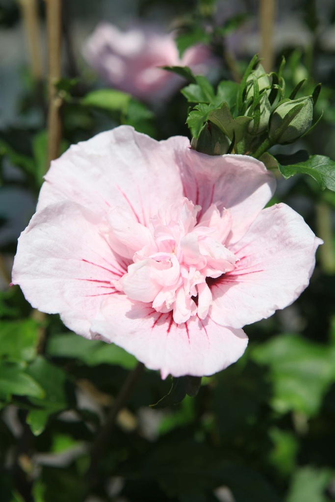 HIBISCUS SYRIACUS PINK CHIFFON