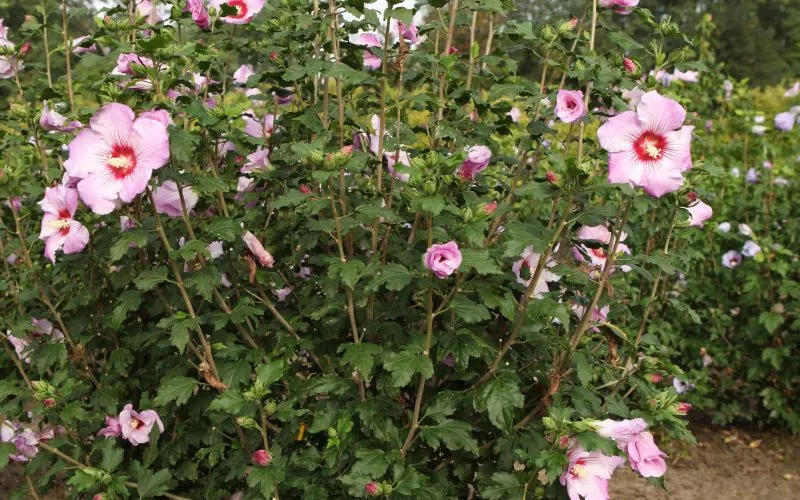 [HSRO4] HIBISCUS SYRIACUS ROSSO® (Pot 3 liter, 40-60 cm)