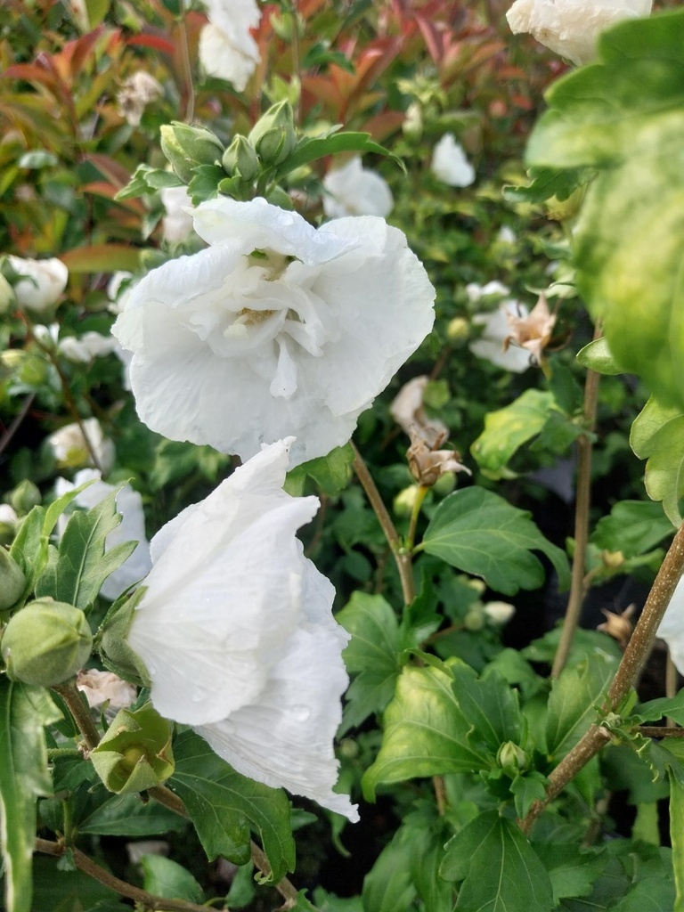 [HSWCH80] HIBISCUS SYRIACUS WHITE CHIFFON (Pot, 80-100 cm)