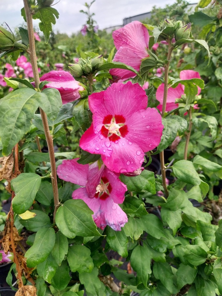 [HSWO80] HIBISCUS SYRIACUS 'WOODBRIDGE' (Pot, 80-100 cm)