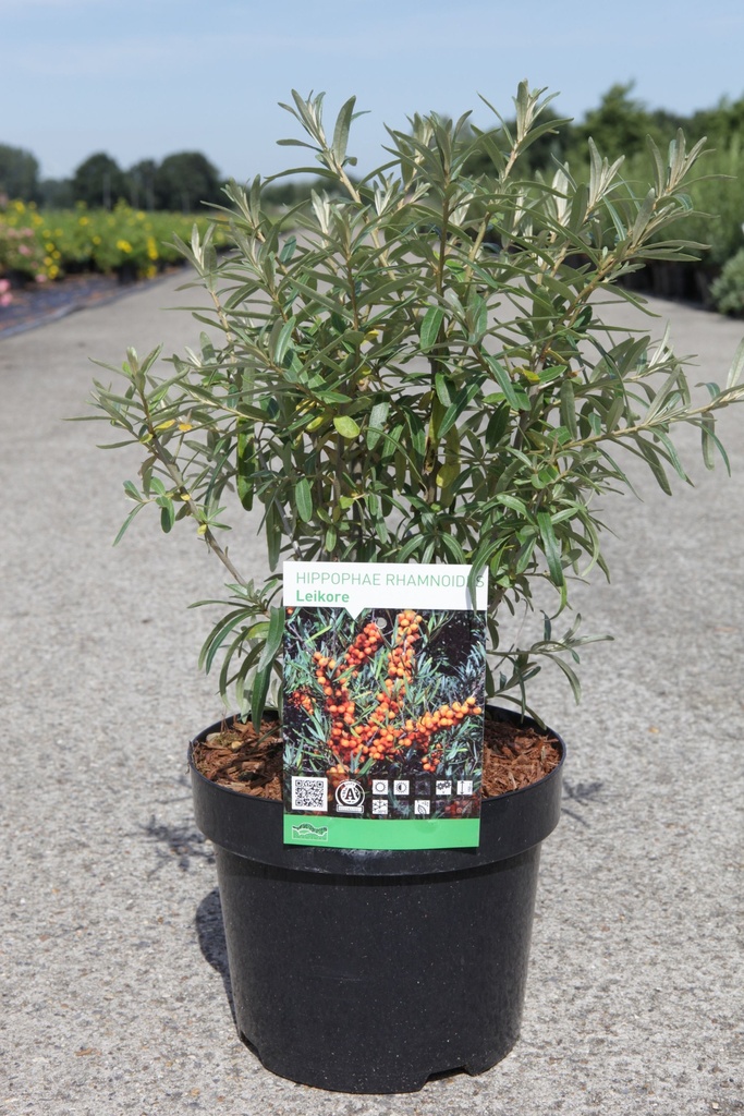 HIPPOPHAE RHAMNOIDES 'LEIKORA'