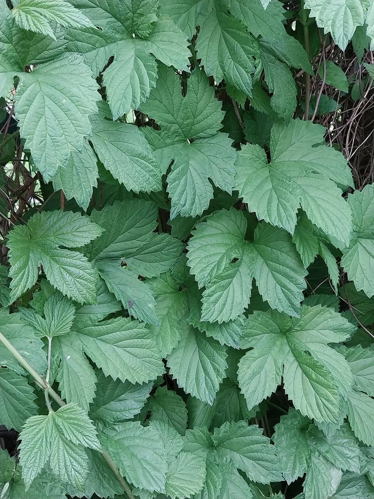 HUMULUS LUPULUS