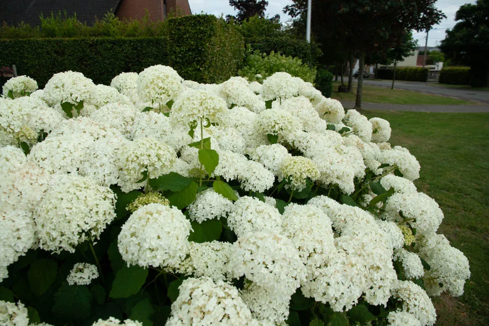 HYDRANGEA ARBORESCENS 'ANNABELLE'