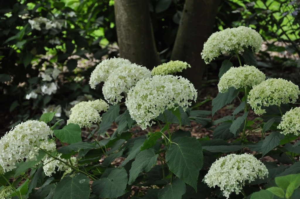 HYDRANGEA ARBORESCENS 'ANNABELLE'