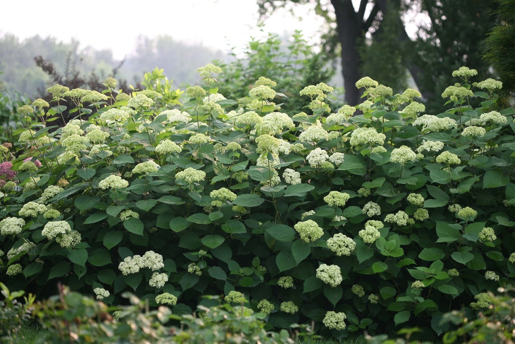 HYDRANGEA ARBORESCENS PROVEN WINNERS® 'LIME RICKEY®'