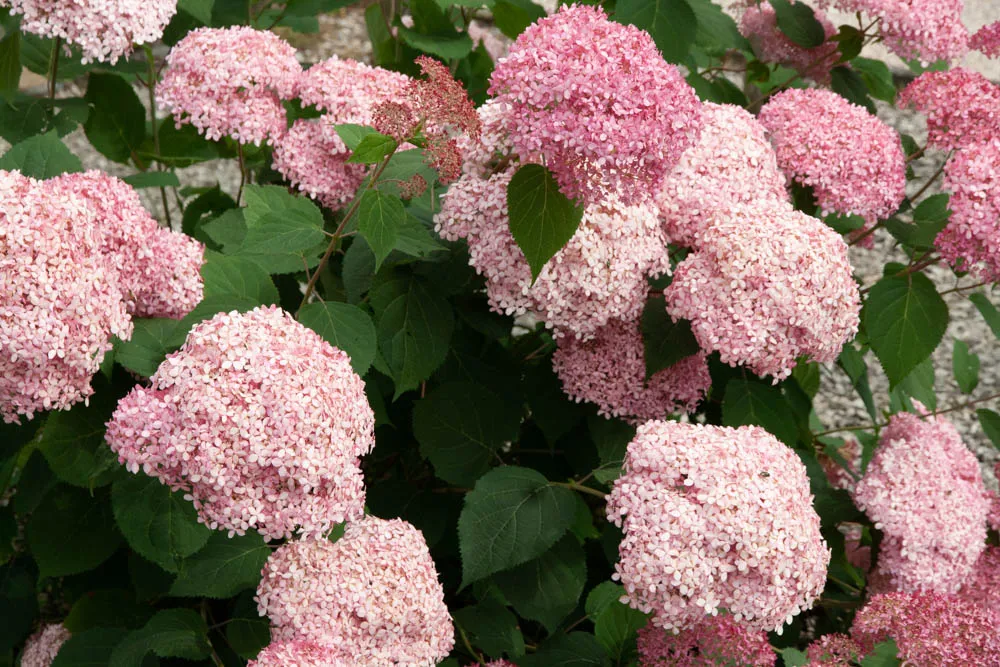 HYDRANGEA ARBORESCENS PROVEN WINNERS® PINK ANNABELLE
