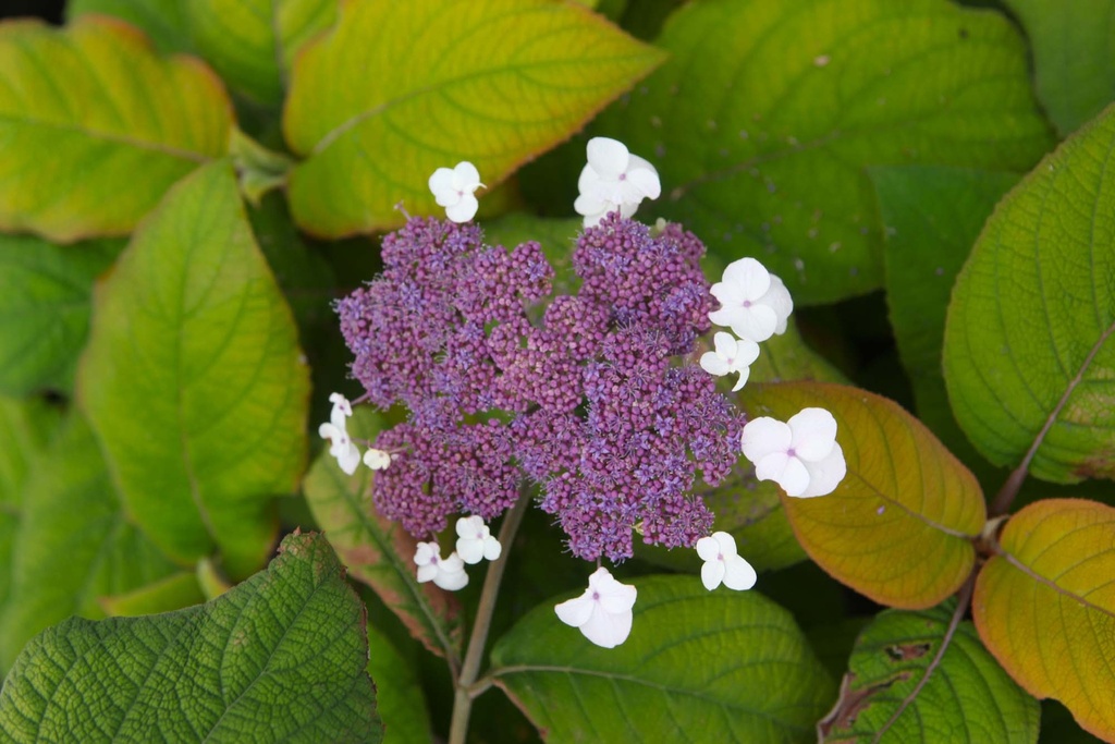 HYDRANGEA ASPERA GOLDRUSH