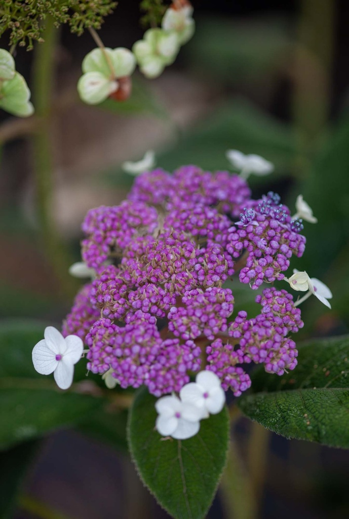 HYDRANGEA ASPERA 'MACROPHYLLA'
