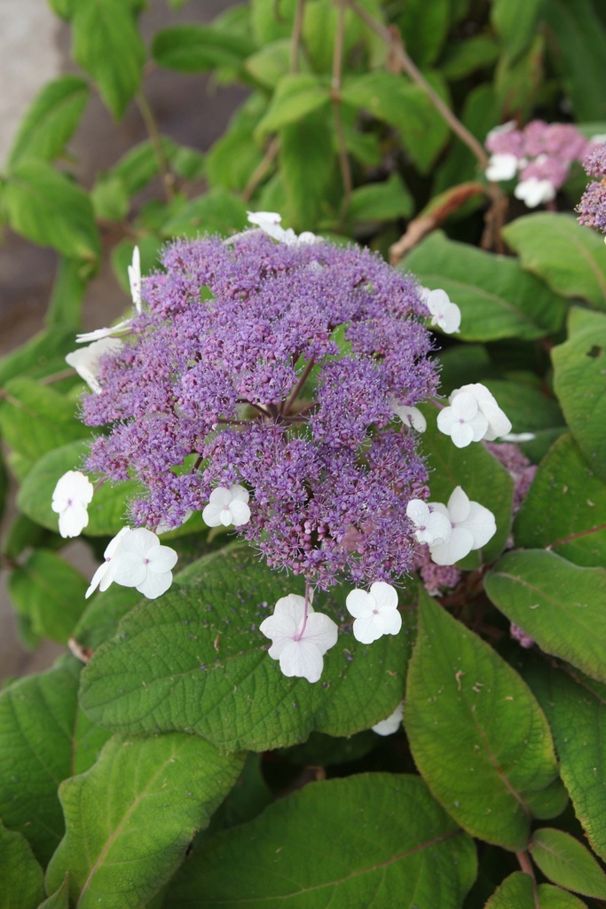 HYDRANGEA ASPERA SARGENTIANA
