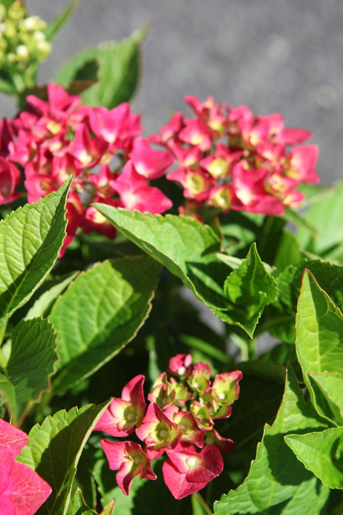 HYDRANGEA MACROPHYLLA 'AB GREEN SHADOW'
