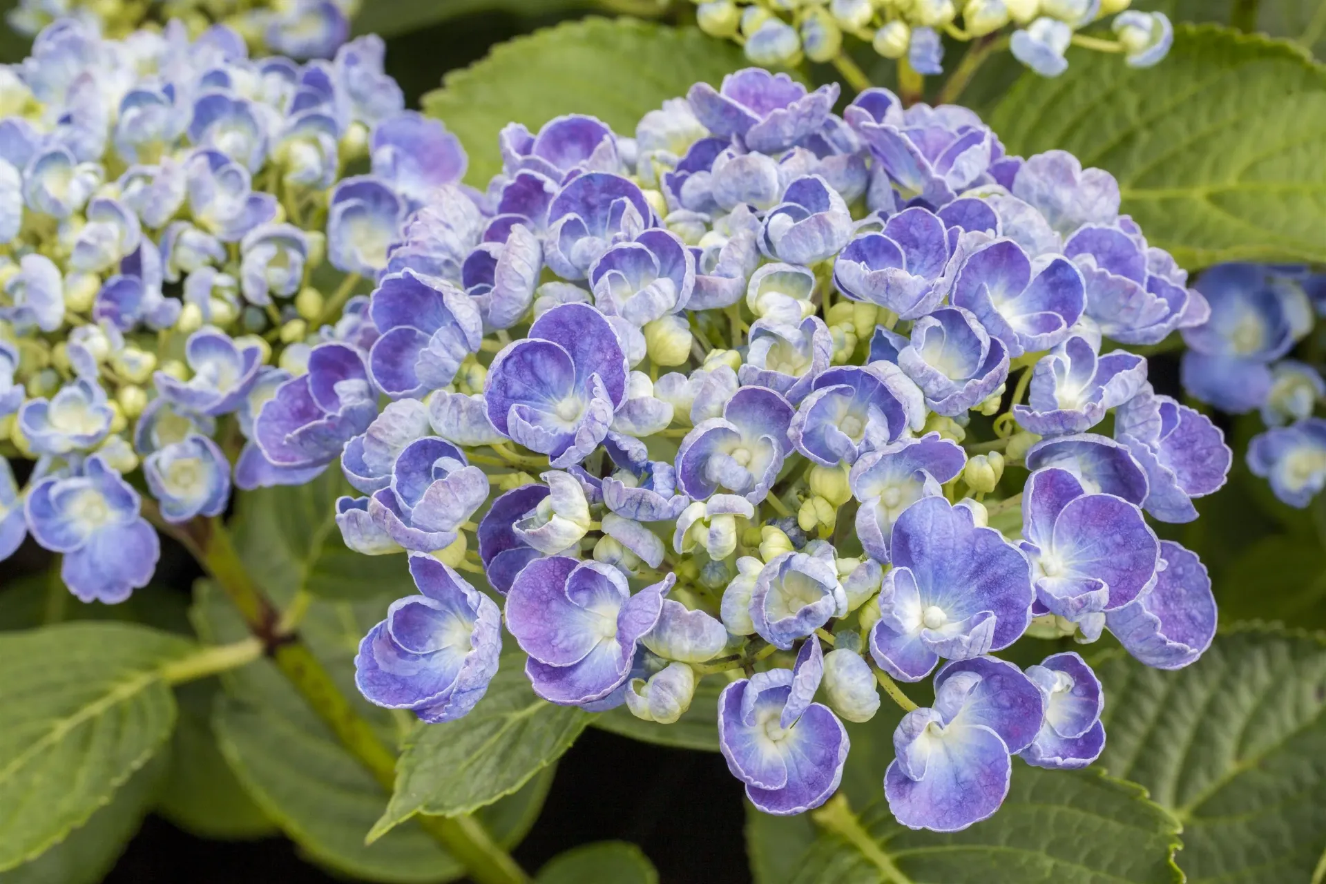 HYDRANGEA MACROPHYLLA 'AYESHA'