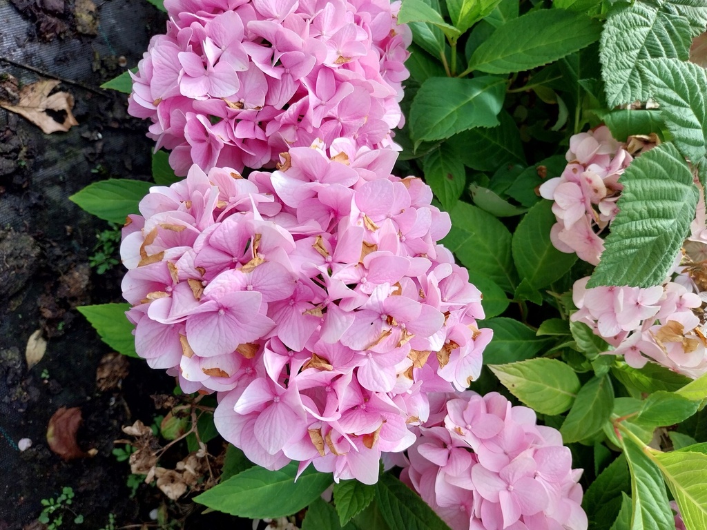 HYDRANGEA MACROPHYLLA 'BOUQUET ROSE'