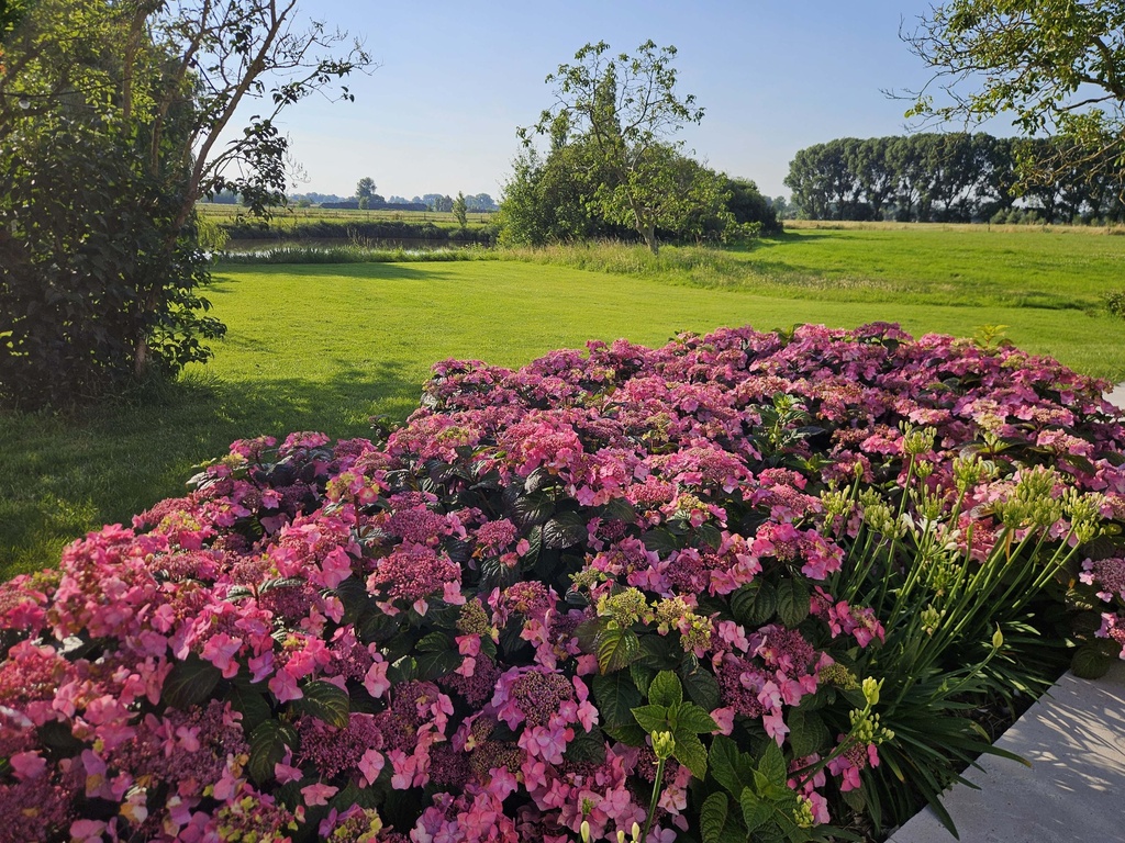 HYDRANGEA MACROPHYLLA ENDLESS SUMMER® POP STAR®