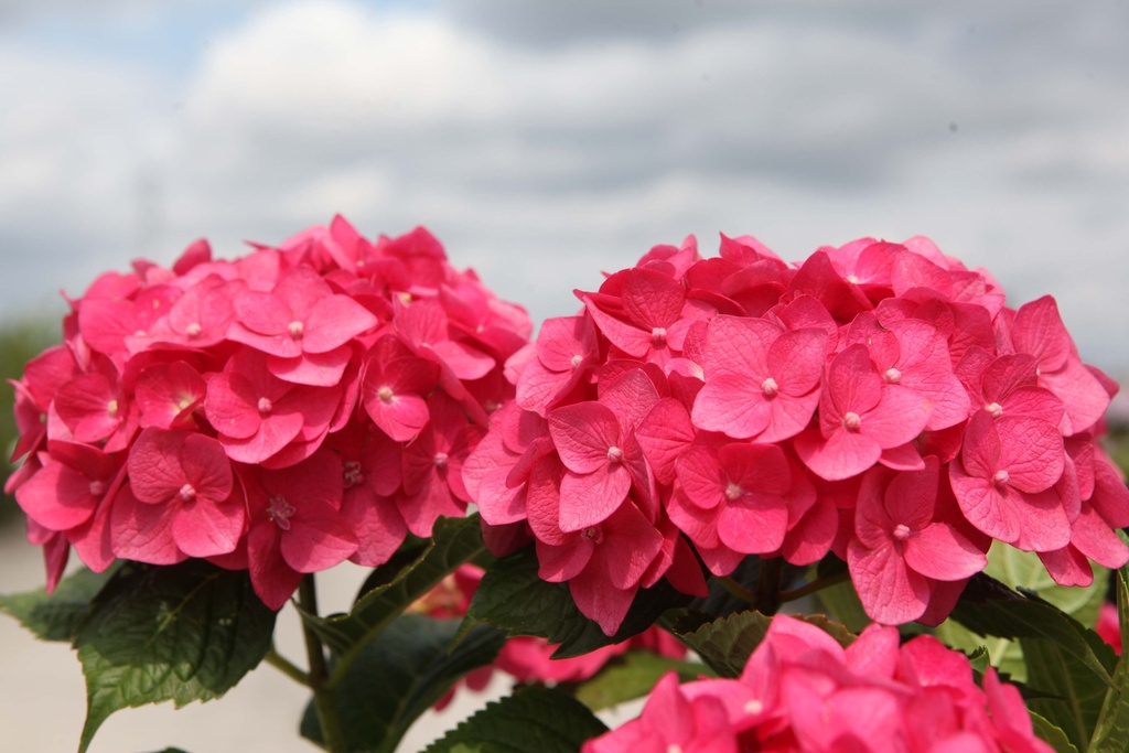 HYDRANGEA MACROPHYLLA ENDLESS SUMMER® SUMMER LOVE®