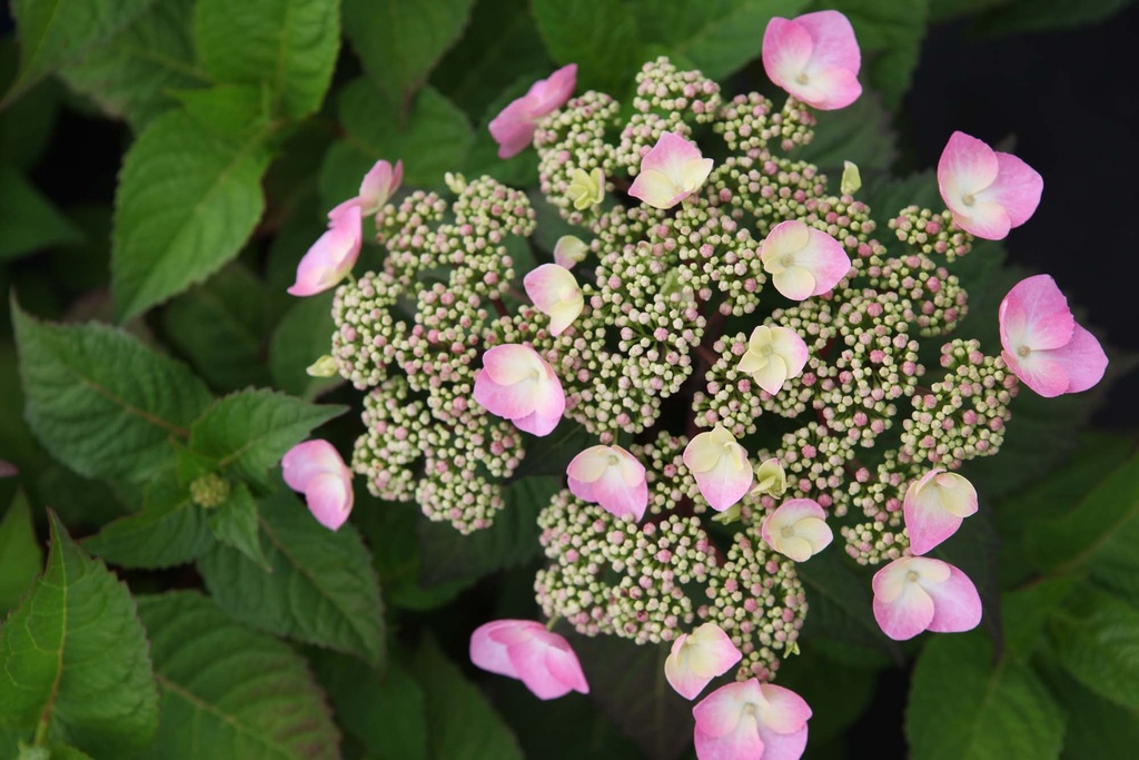HYDRANGEA MACROPHYLLA ENDLESS SUMMER® TWIST & SHOUT