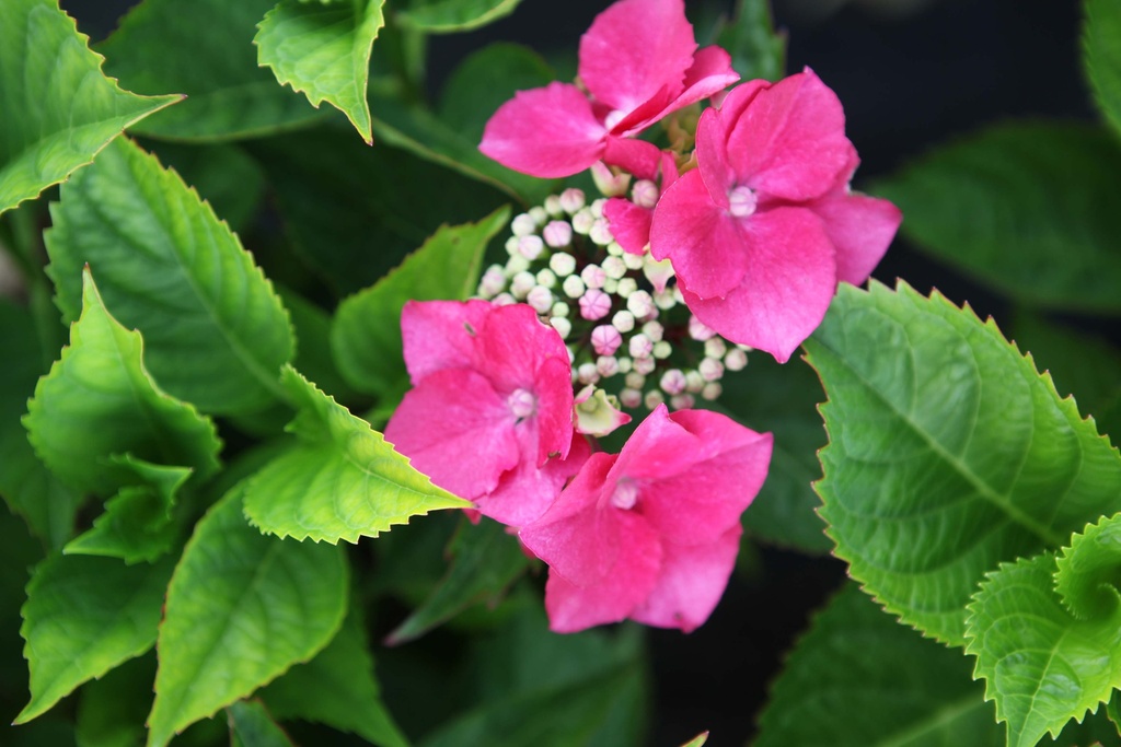 HYDRANGEA MACROPHYLLA 'KARDINAL'