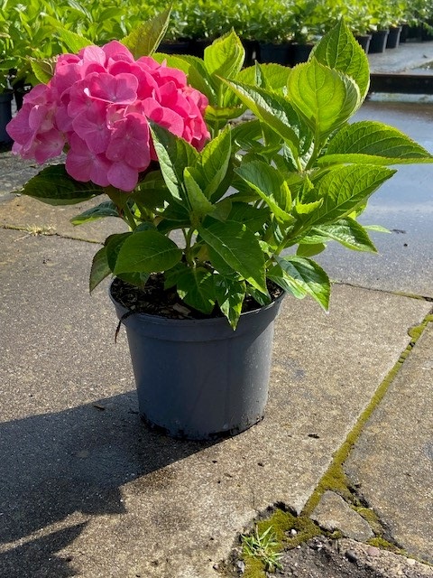 HYDRANGEA MACROPHYLLA 'KING GEORGE V'