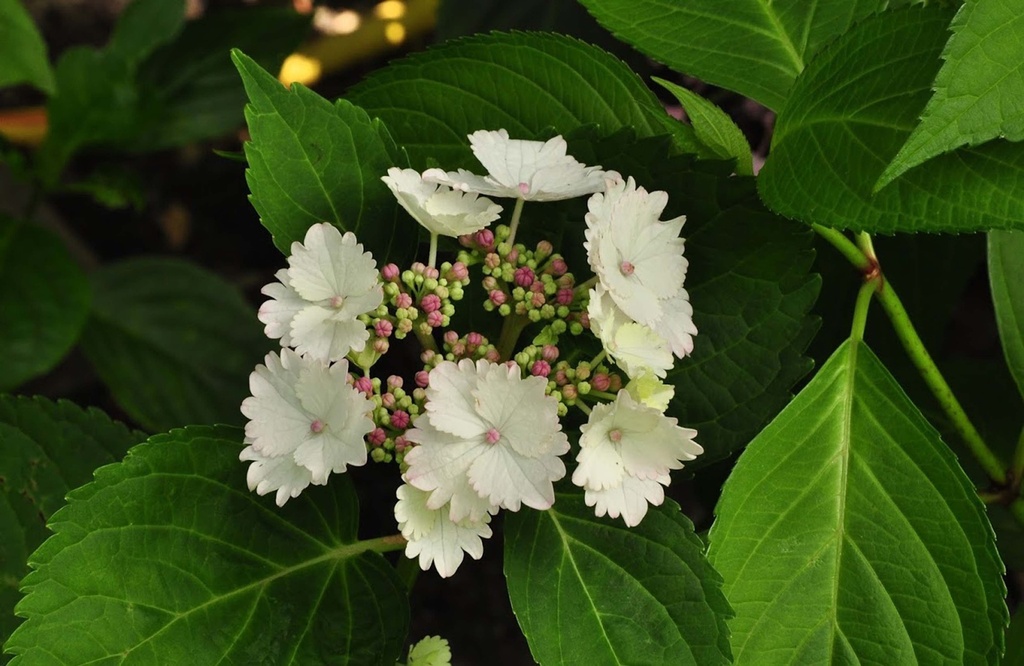 HYDRANGEA MACROPHYLLA 'KORIA'
