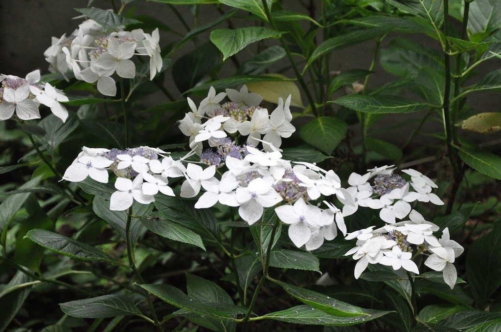 [HMLWH3] HYDRANGEA MACROPHYLLA 'LANARTH WHITE' (Pot 3 liter, 25-30 cm)