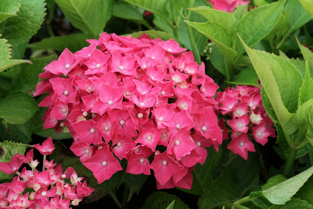 [HMLE3] HYDRANGEA MACROPHYLLA 'LEUCHTFEUER' (Pot 3 liter, 30-40 cm)