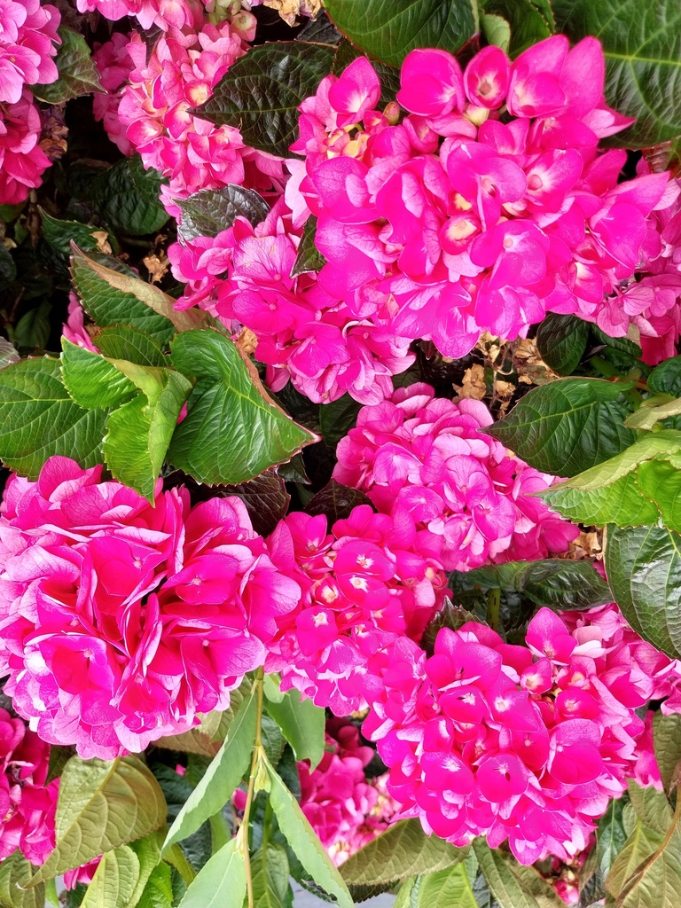 HYDRANGEA MACROPHYLLA 'MERVEILLE SANGUINEA'