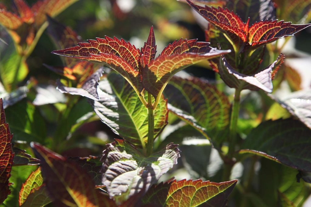 HYDRANGEA MACROPHYLLA 'MIRAI'